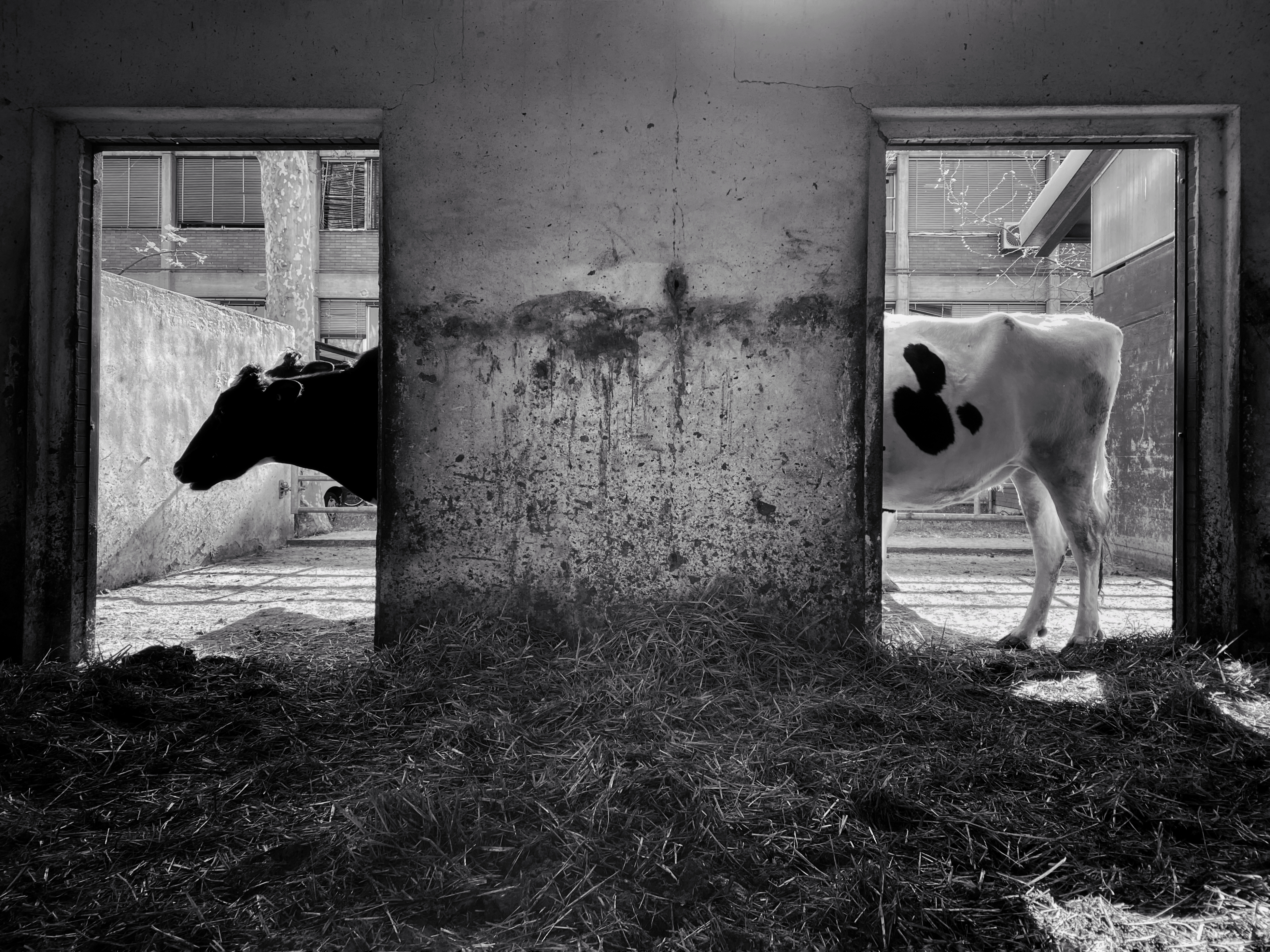 Deux Vaches Devant Une Porte