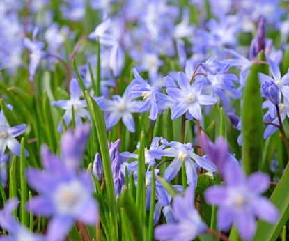 Glory of the snow care and growing guide: expert tips | Homes and Gardens