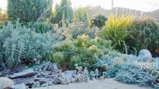 winter gardening mistakes – frosty winter garden bed