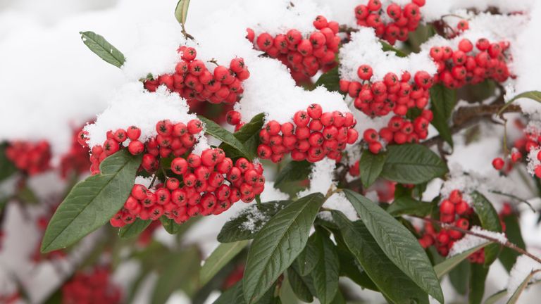 Best plants with winter berries: Cotoneaster Cornubia in snowy garden