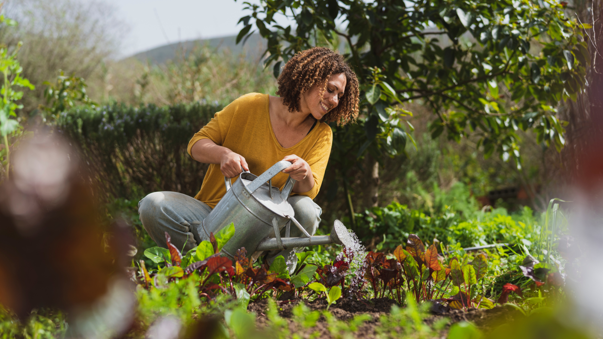 woman in permaculture garden watering salad leaves