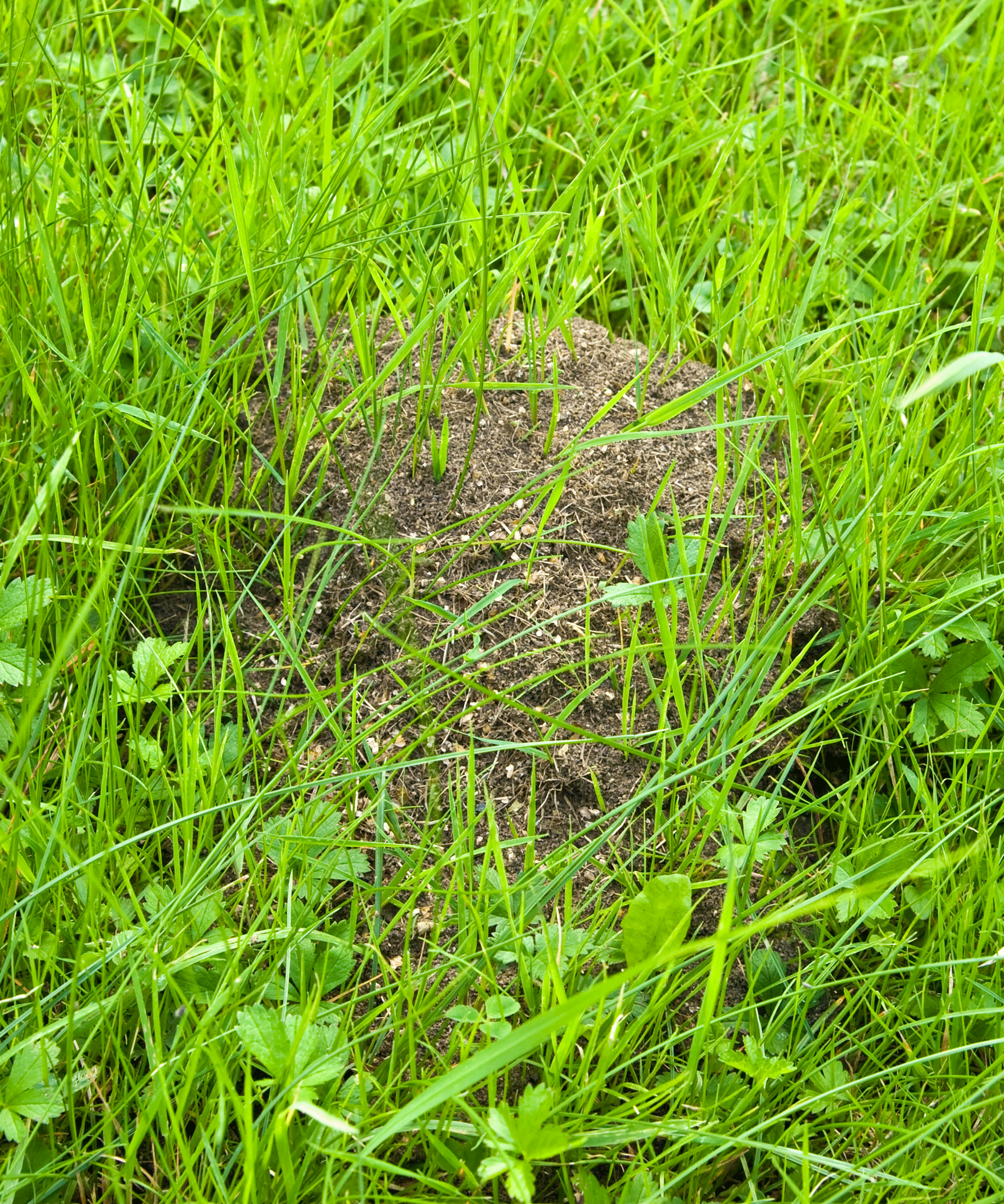 ants nest in grass