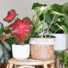 Two different caladiums indoors