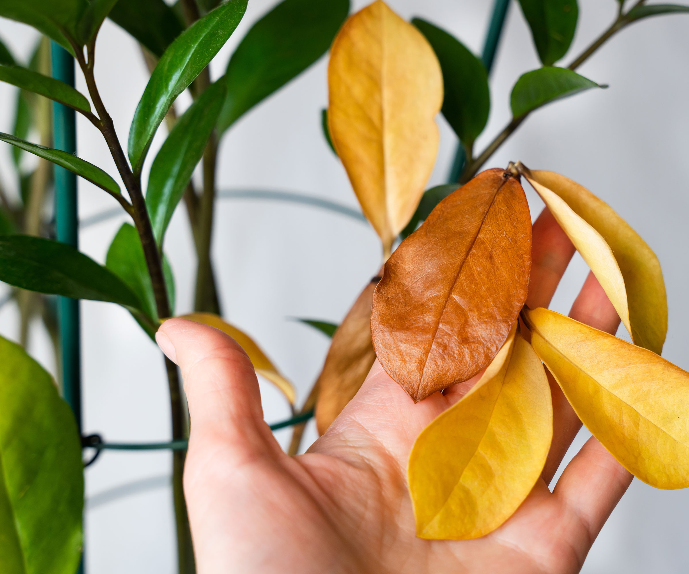 yellow leaves on plant being held in hand