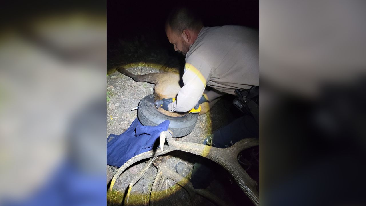 Wildlife officer Dawson Swanson attempting to cut the tire off.
