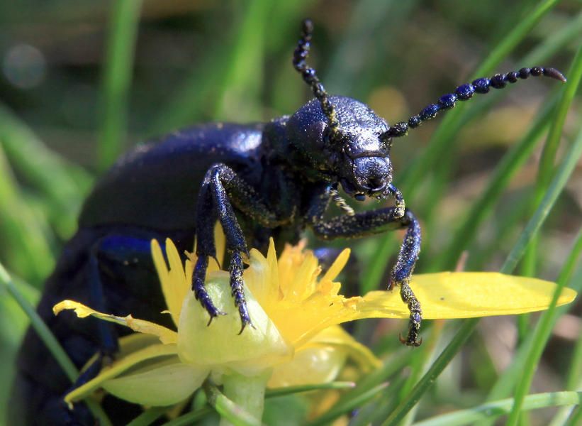 Beetles destroy George Harrison memorial in most ironic way possible