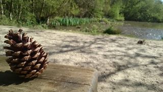 Pinecone