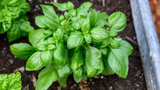 A healthy basil plant in a planter