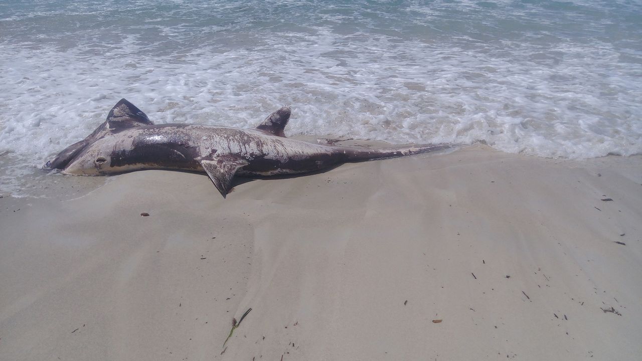 This is the first documented case of a swordfish attacking a thresher shark.