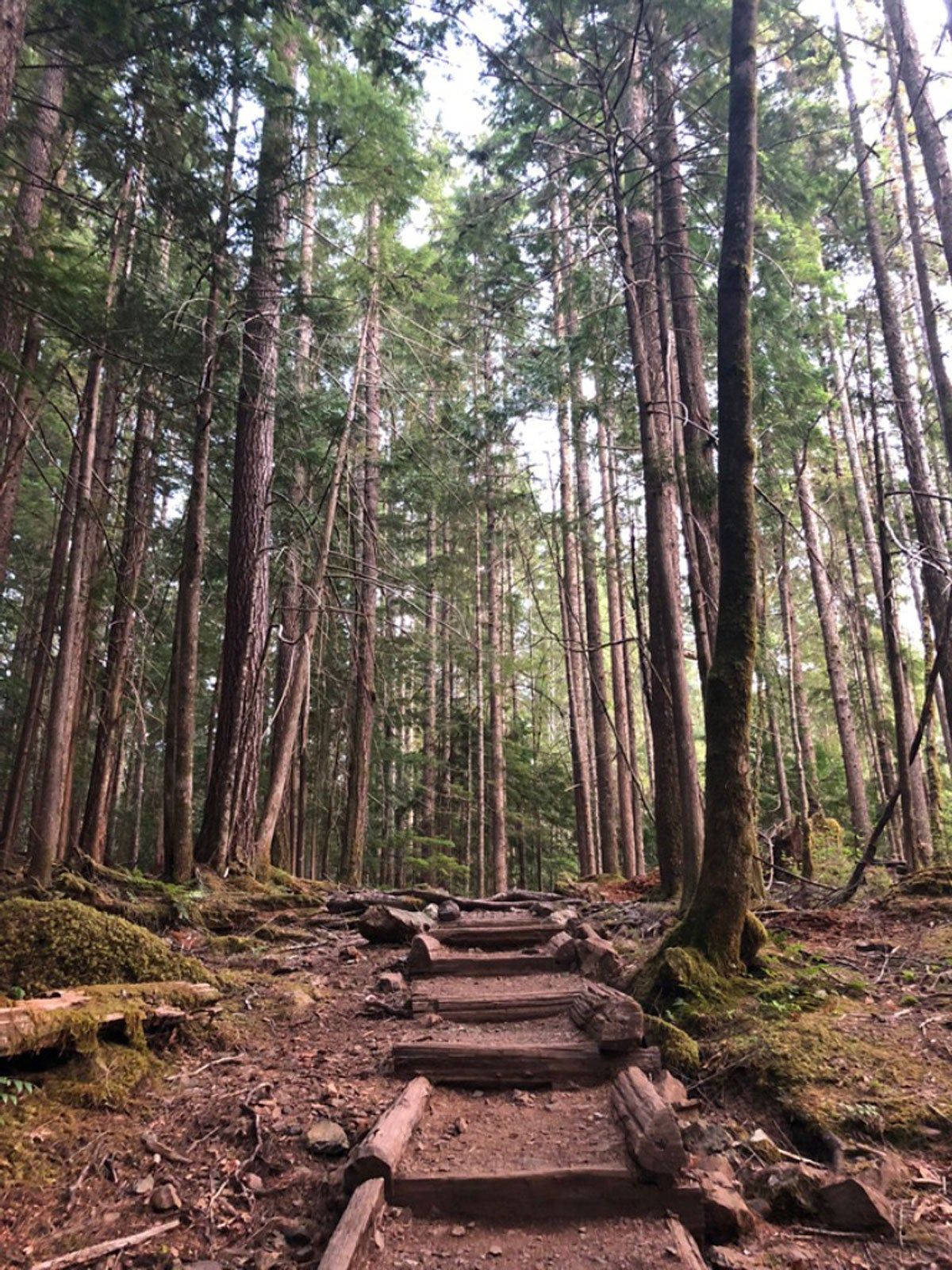 Path Into Tall Pacific Northwest Conifer Trees