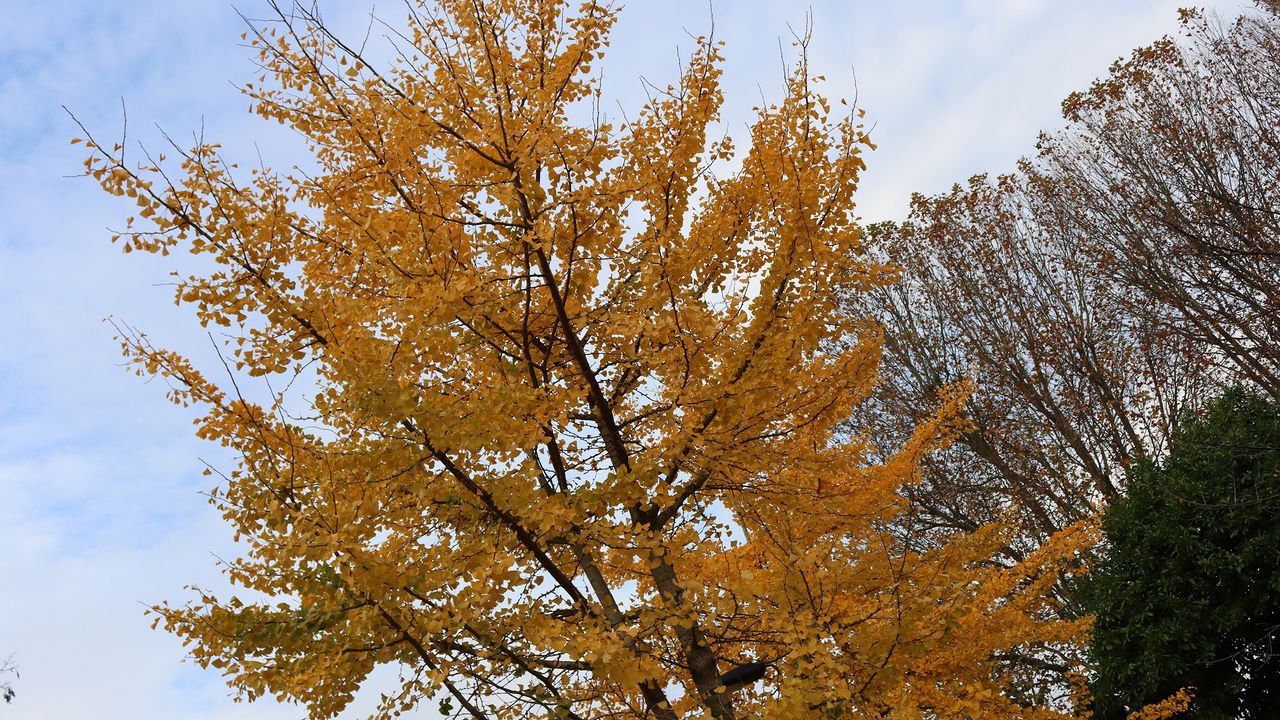 Canon EOS 90D review