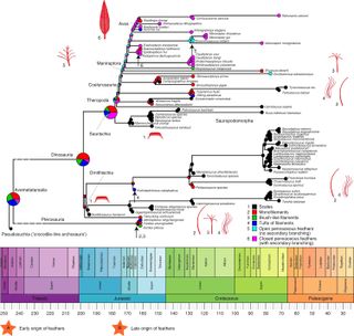 A family tree analysis showing filament and feather evolution in pterosaurs and archosaurs (a group including dinosaurs, birds and crocodiles).