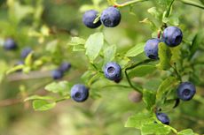 Blueberry Plant With Berries