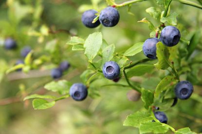 Blueberry Plant With Berries