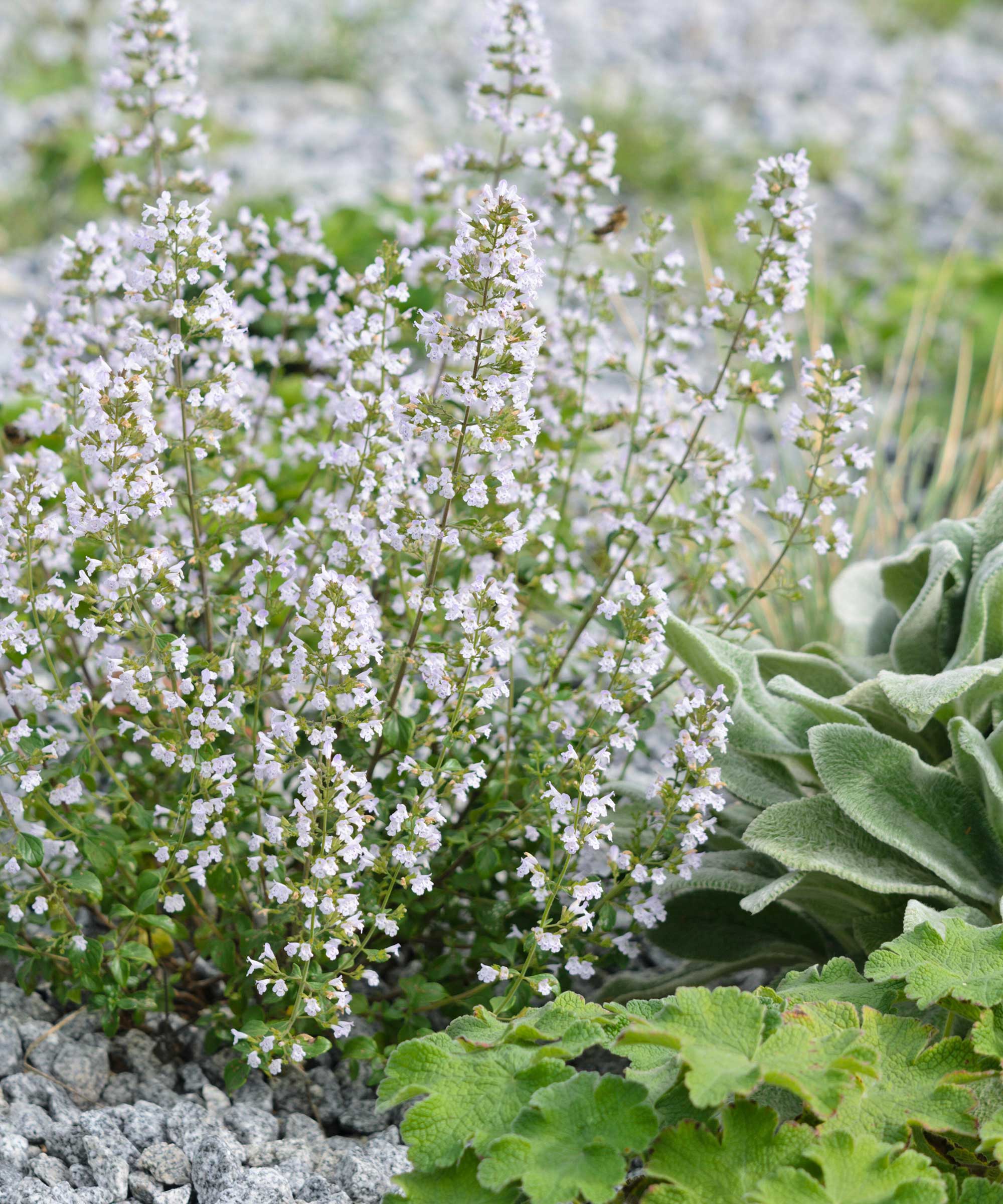 lesser calamint in bloom