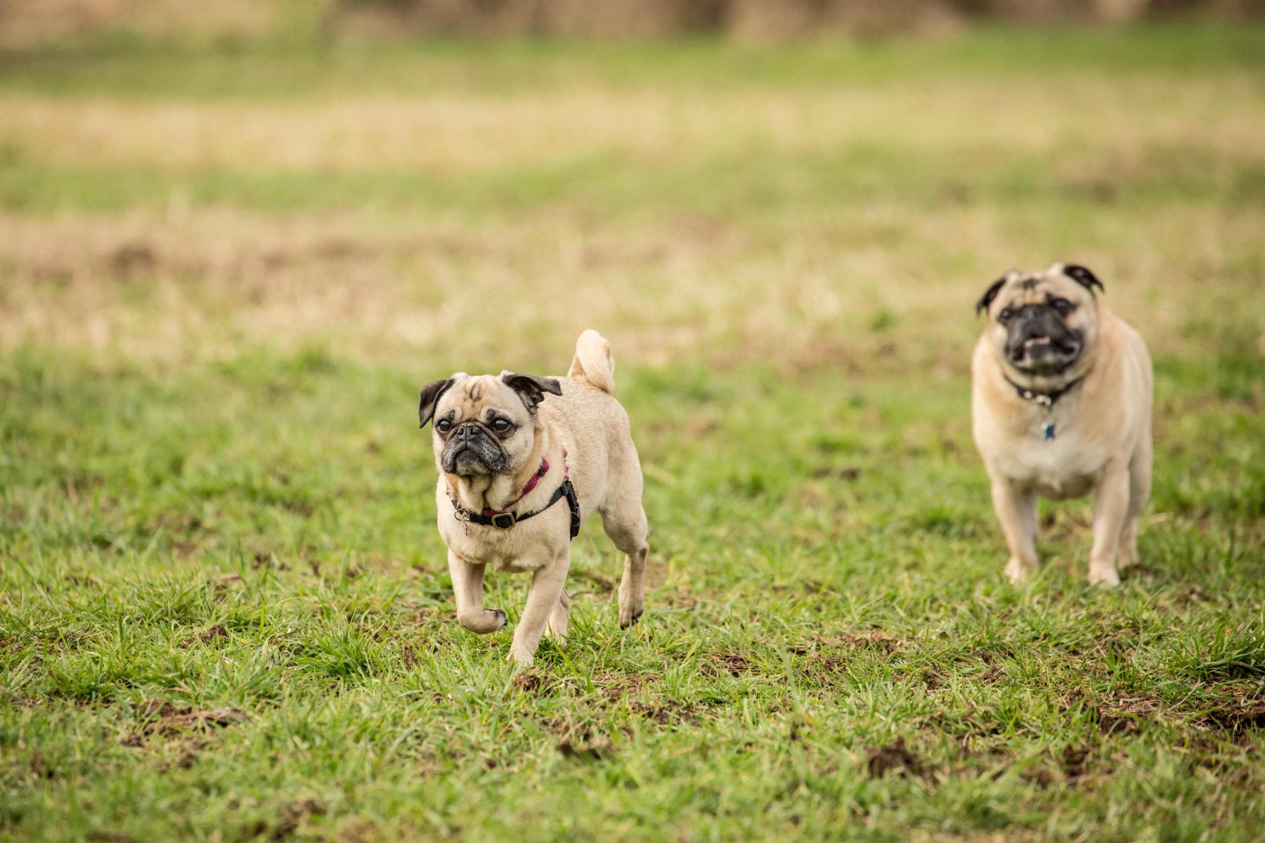 Two pugs run through a field of grass