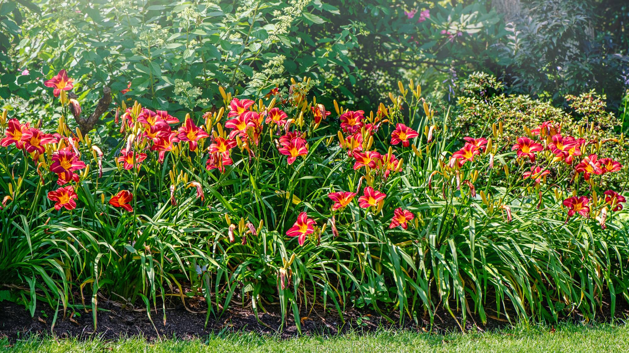 Garden bed filled with daylilies