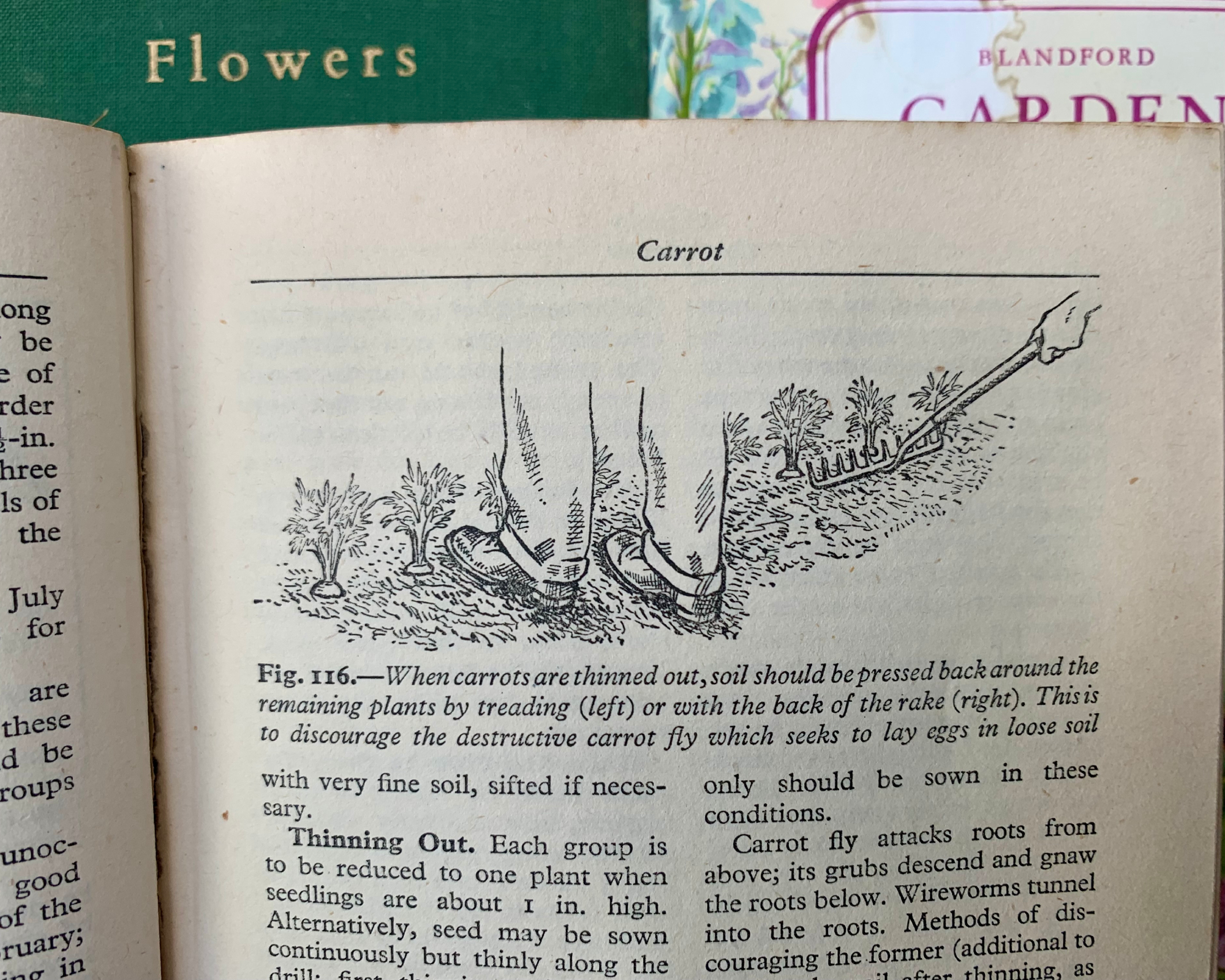 old book showing a gardening tip about carrot fly