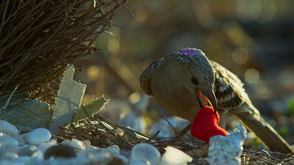 ‘Planet Earth II‘ on BBC America