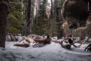 An award-winning camera trap image of a grizzly bear looking at the camera next to an elk carcass. 