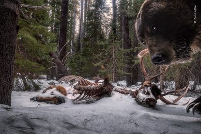 An award-winning camera trap image of a grizzly bear looking at the camera next to an elk carcass.