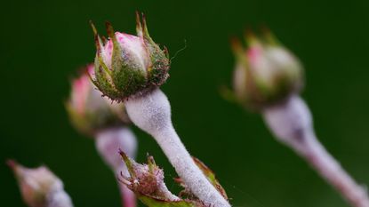 powdery mildew on rose buds - Artur Henryk Bialosiewicz -GettyImages-1254765044