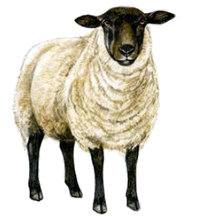 Suffolk sheep