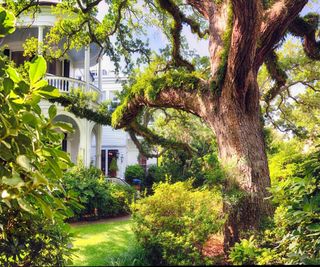 Live Oak Tree in a Villa Garden, Historic District, Charleston, South Carolina