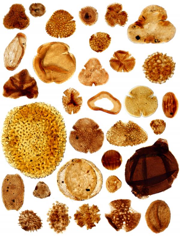 These are transmitted light microscopy photos of several pollen and spore taxa from the Paleocene-Eocene Thermal Maximum.
