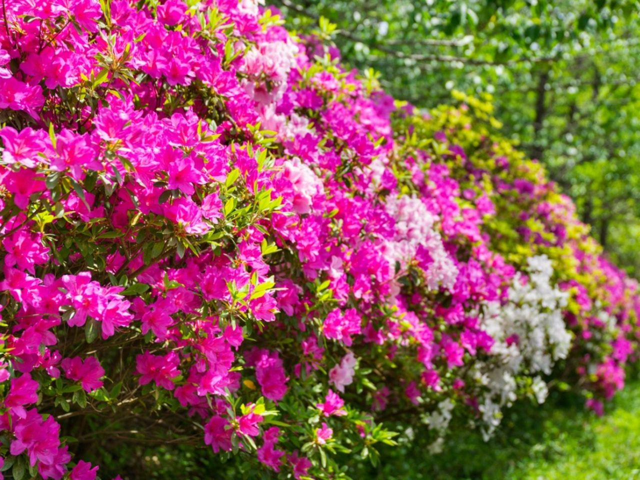 Pink Understory Plants In The Garden