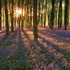 A carpet of bluebells at Micheldever Woods, Hampshire. &copy;Guy Edwards / Nature Picture Library