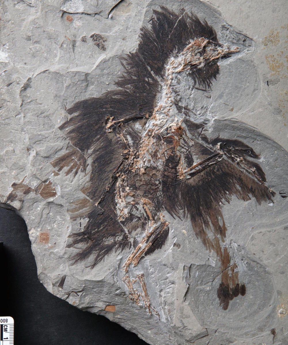 fossilized feathers dinosaur