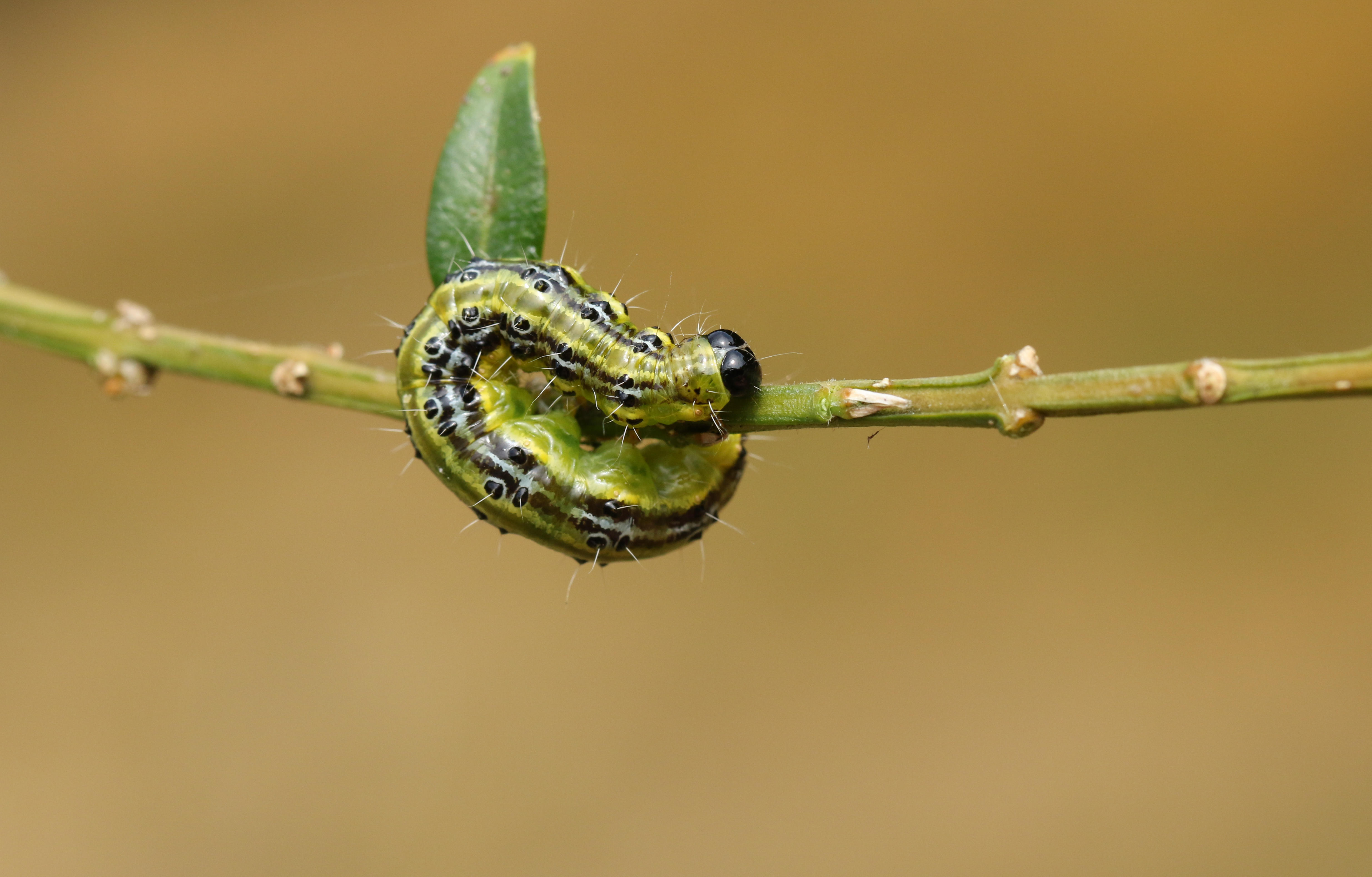 A Box Tree moth Caterpillar (Cydalima perspectalis) feeding on a box bush.