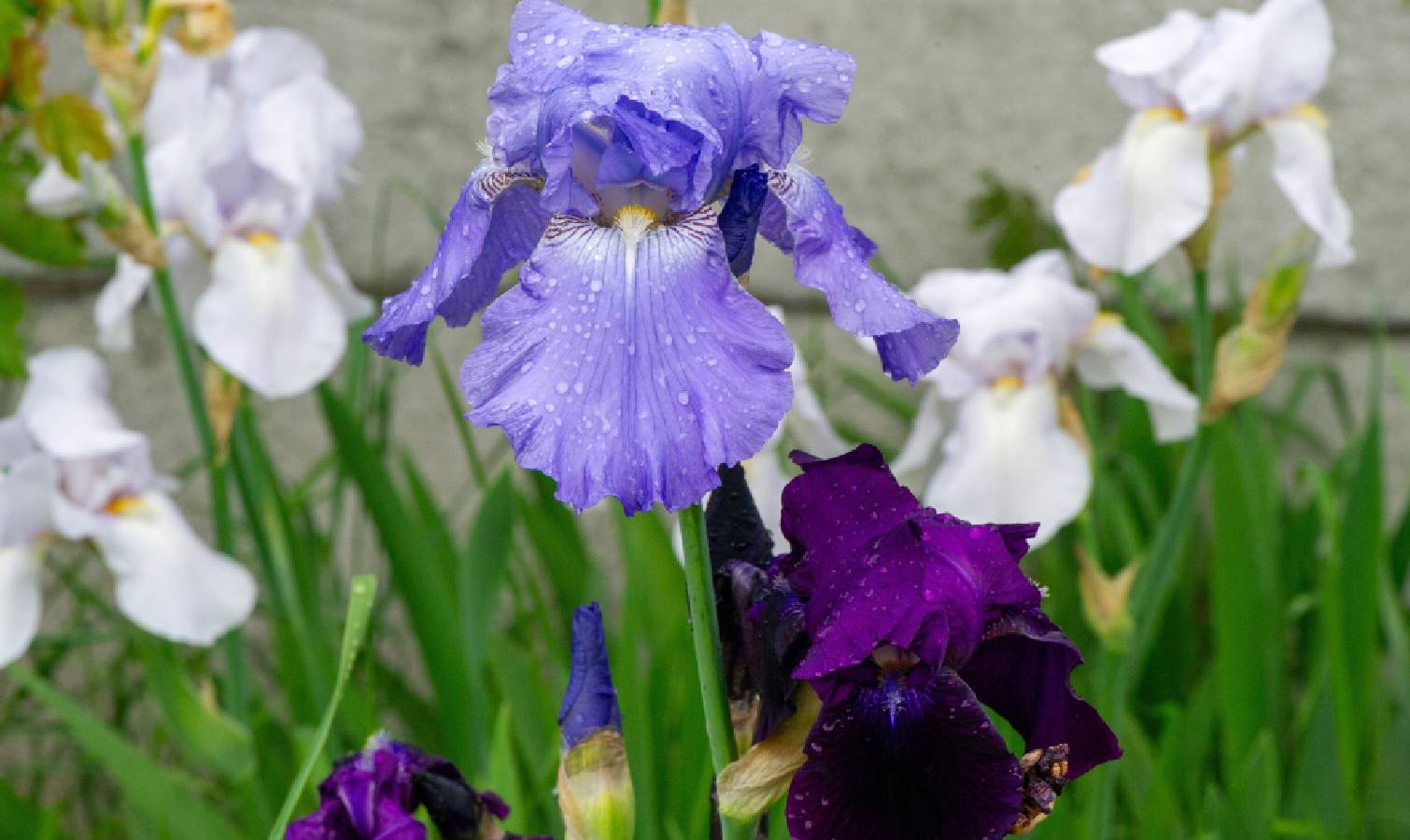 Irises 