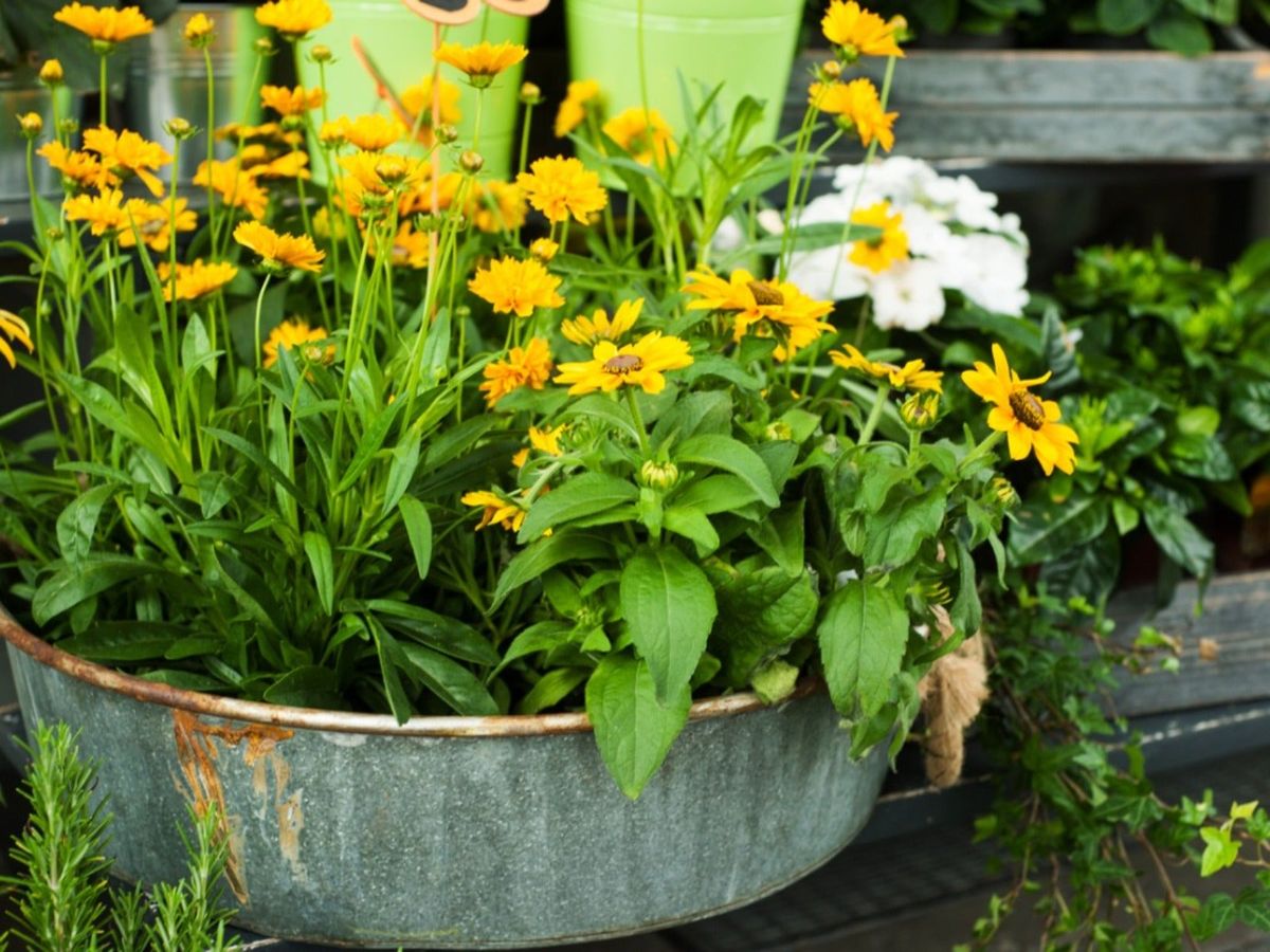 12 Best Native Plants For Pots Grow Natives In Small Spaces Gardening Know How