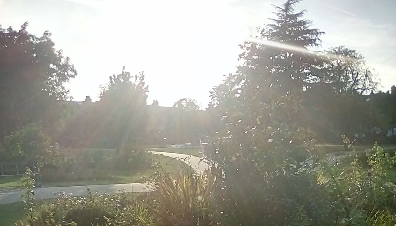 Limited lens quality makes lens flare take over the scene when you shoot into the sun.