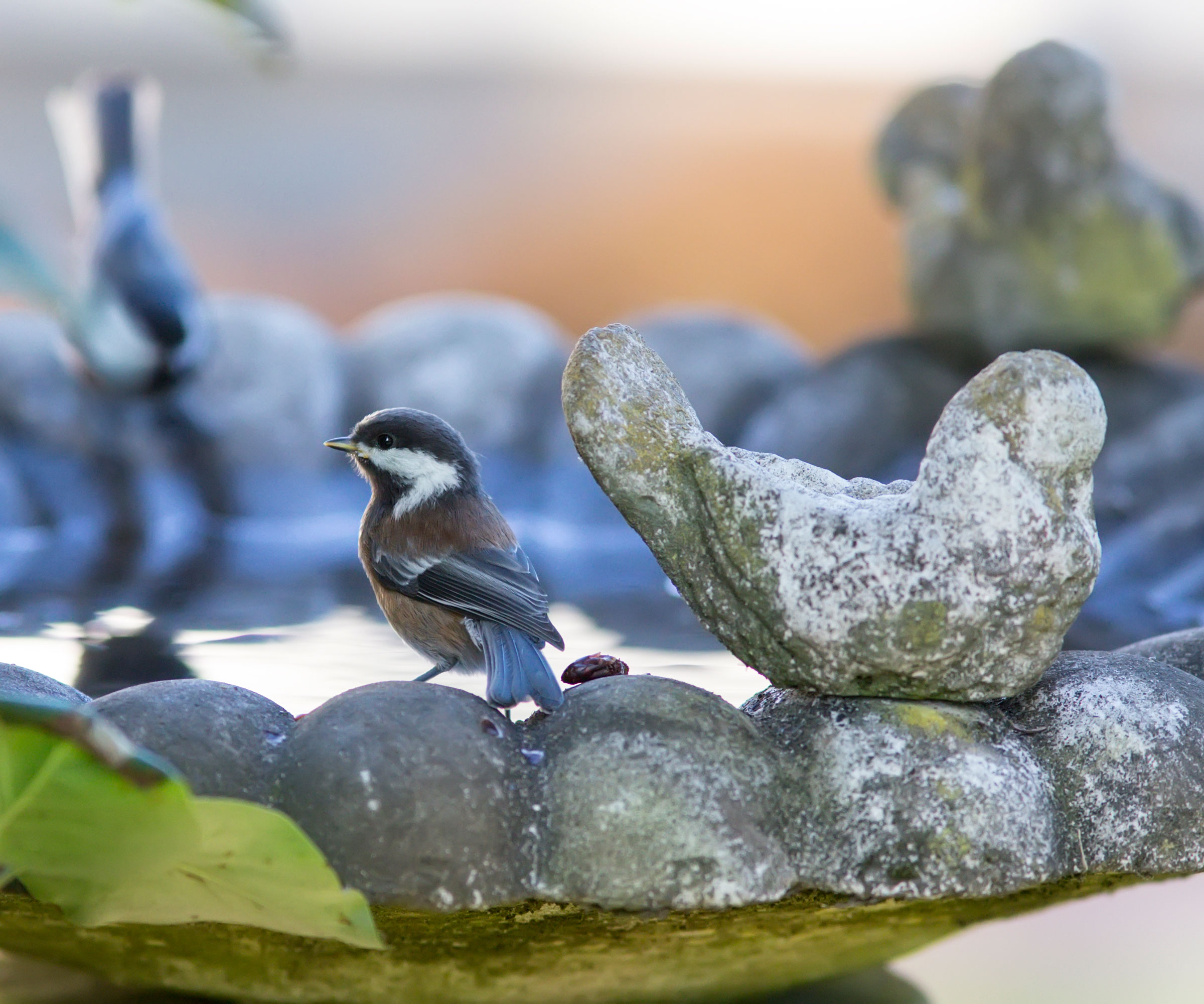 chickadee bird sat on stone bird bath next to stone bird ornament