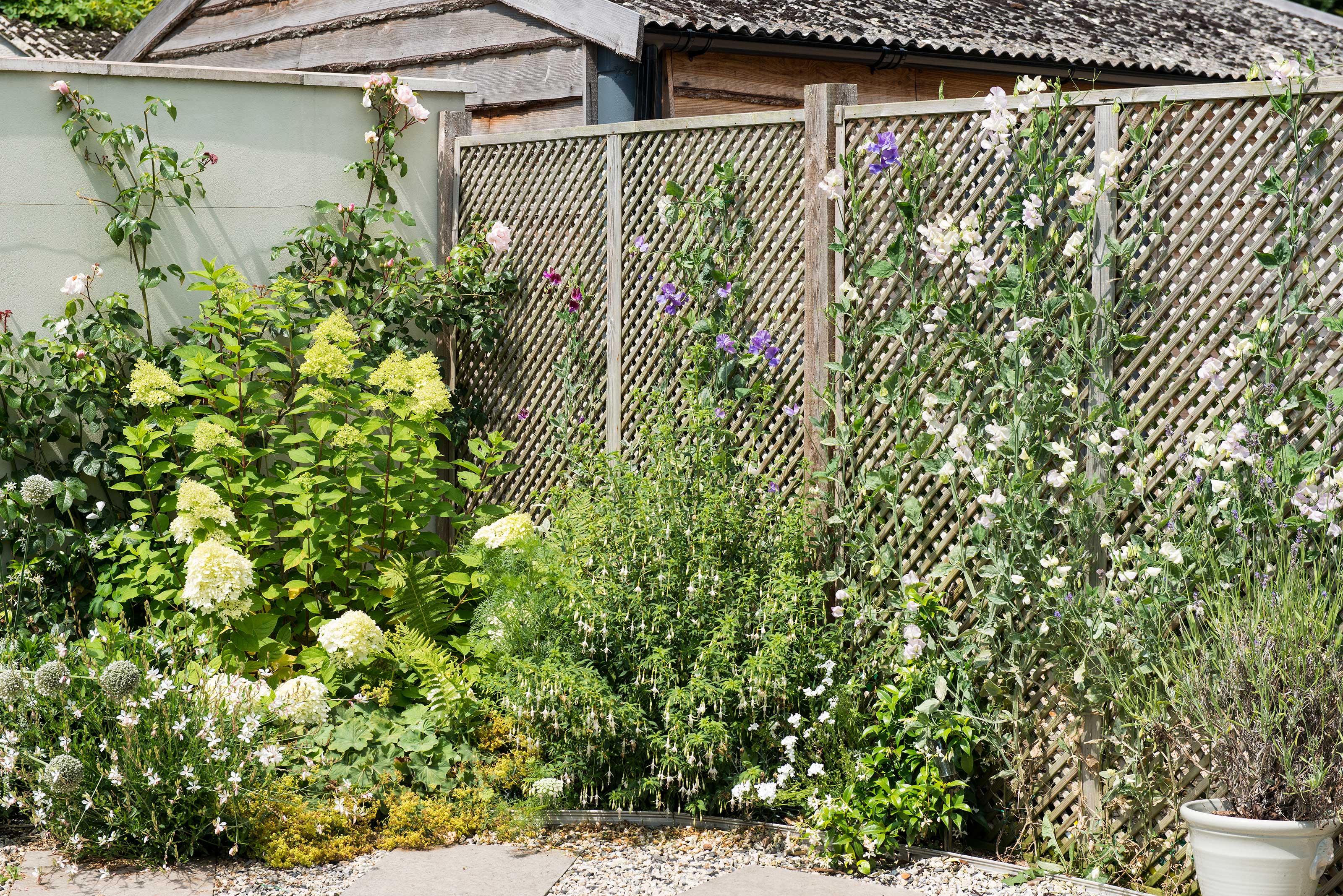 trellis with plants growing up