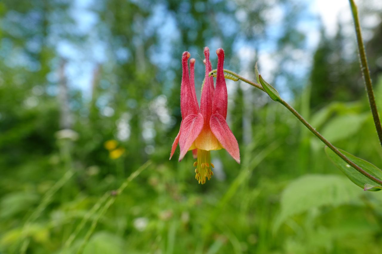 Sample images shot with the Sony RX10 V