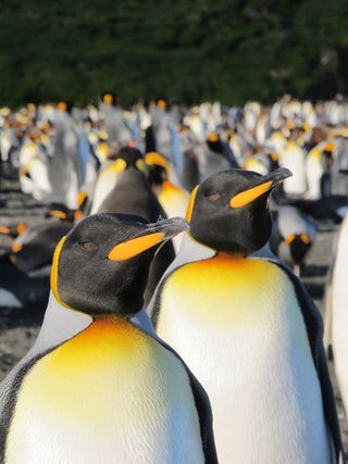 King penguins on Possession Island.