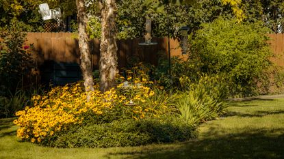 Summer garden in late afternoon sunshine with yellow daisies visible