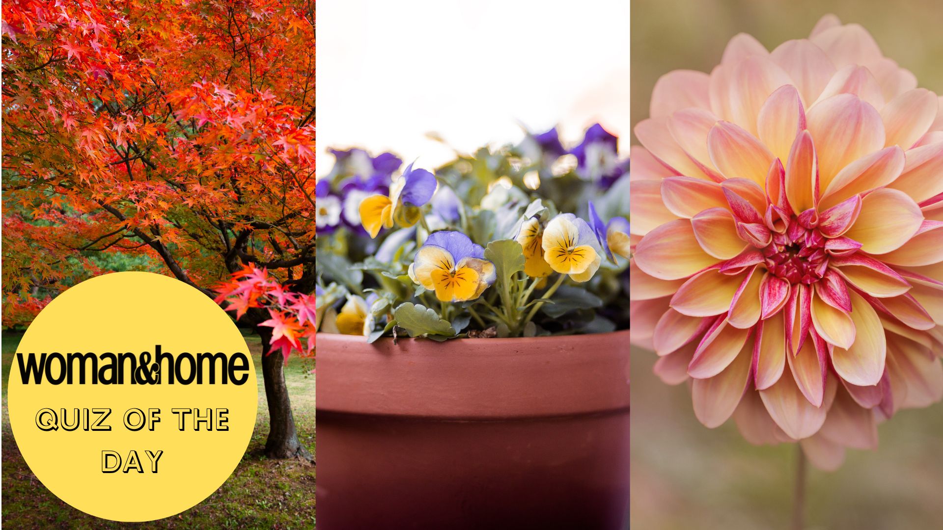 A composite image shows autumn plants and flowers and a woman&amp;home Quiz of the Day logo
