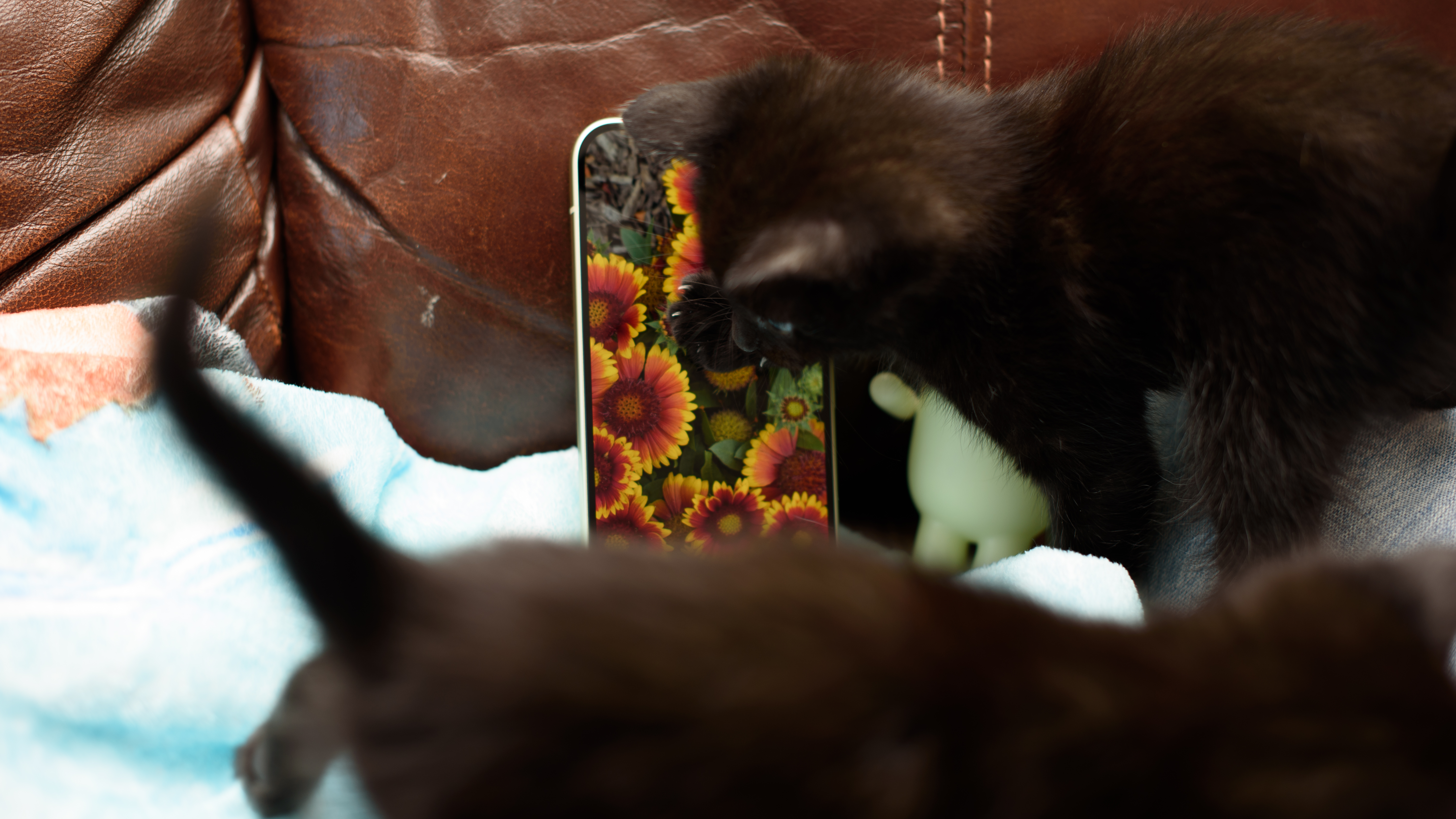 Two small 6 week old black kittens planning on and around a jade green Google Pixel 10 Pro phone, tapping the screen and clawing at the apps with their tiny murder claws