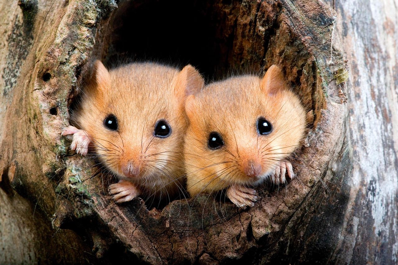 The Common Dormouse. Did you know if they hibernated or not?