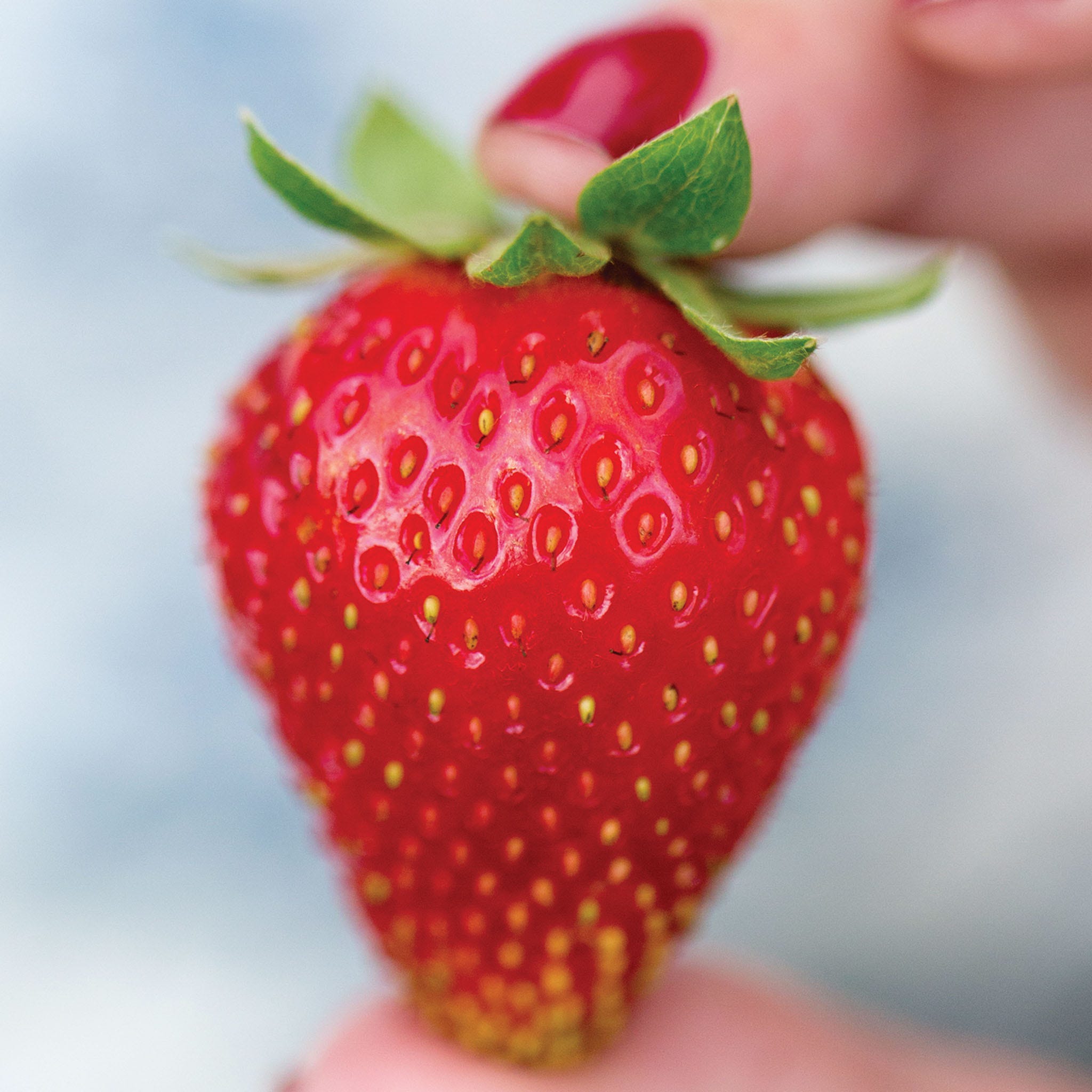 Sweet Kiss Strawberry Bare Roots