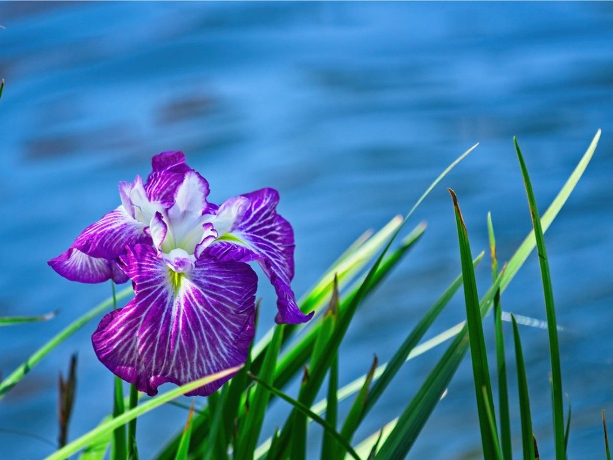 BONNIE'S GARDEN - Six Fun Facts About Iris- The Great Big Greenhouse
