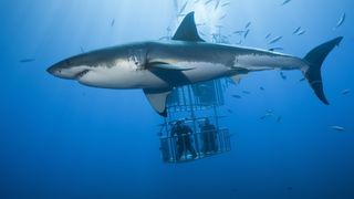 Great White Shark cage dive