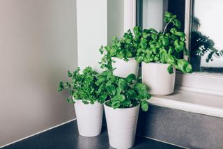 how to grow cilantro next to other herbs