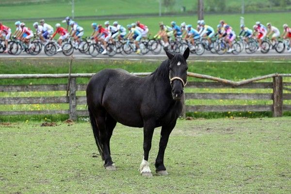 A horse watches stage six of the Giro d'Italia.