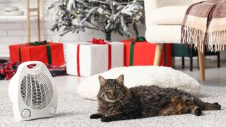 cat lying on carpet near electric fan heater at home